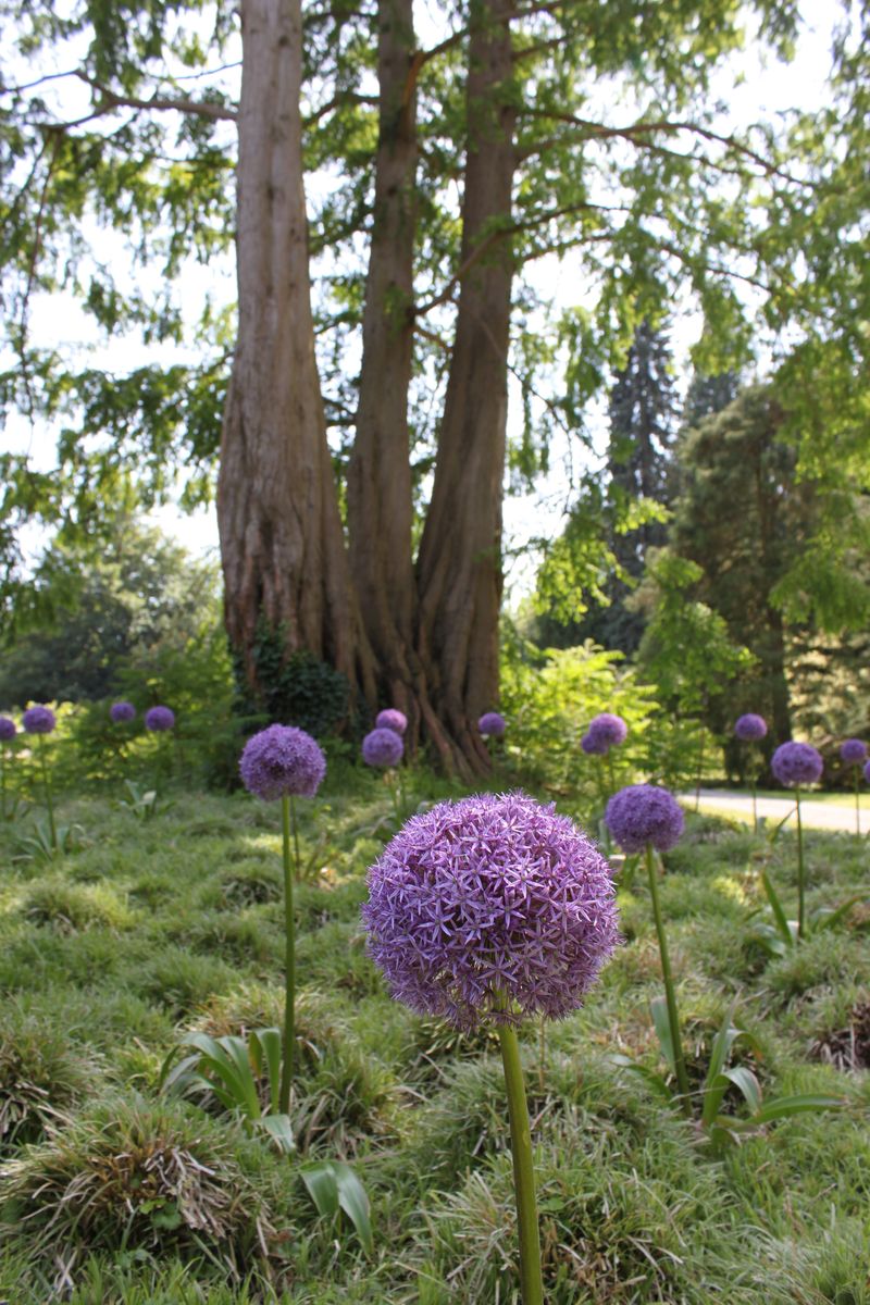 Pflegeleichter Garten, auch ohne Kies